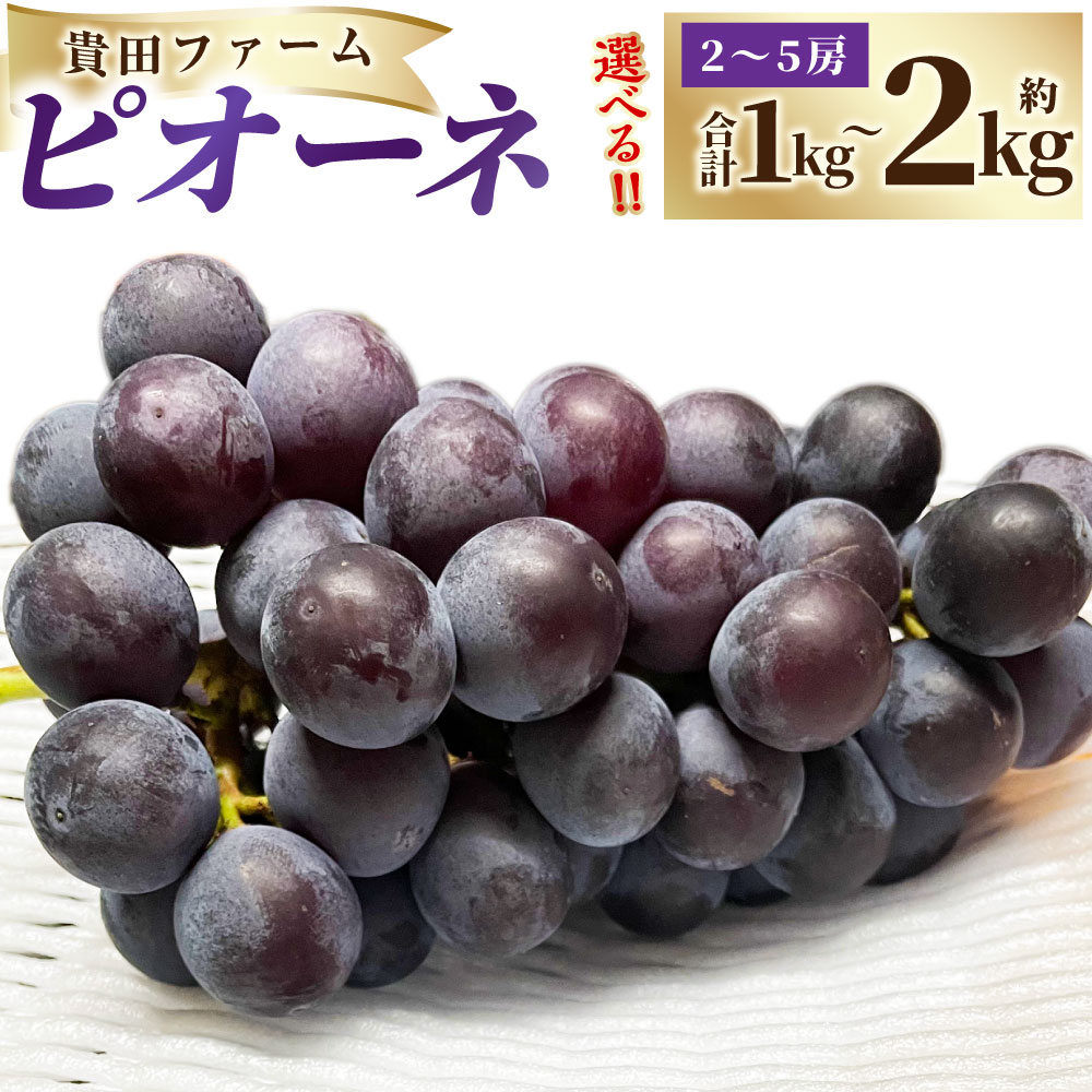 【ふるさと納税】＜選べる内容量＞ ピオーネ 約1kg箱（2～3房） / 約2kg箱（3～5房） ぶどう ブドウ 葡萄 フルーツ くだもの 果物 果実 デザート 山形県産 国産 山形県 白鷹町 送料無料 【2026年9月下旬～10月下旬まで順次発送予定】