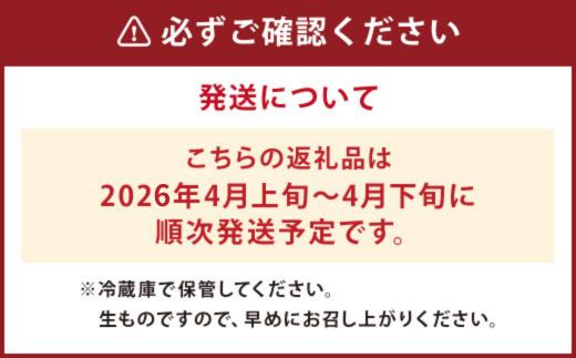 朝掘り タケノコ 約2kg（2～5本）