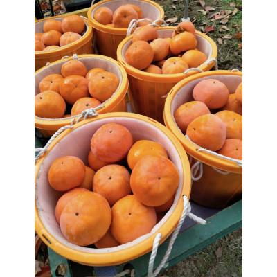 ふるさと納税 橋本市 【2026年11月中旬以降順次発送】和歌山産　大玉　陽豊柿　9〜12玉(2L〜5L)　約3kg |  | 01