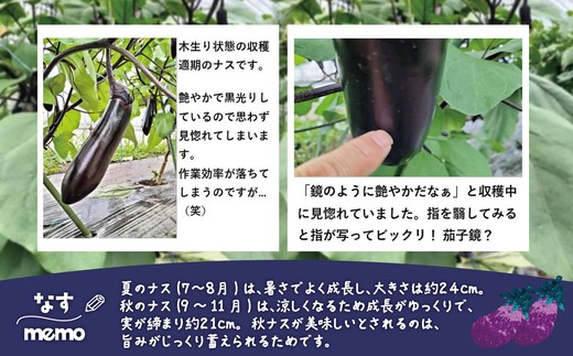 ナス 黒光りする太くて長い！10本　【40P3224】