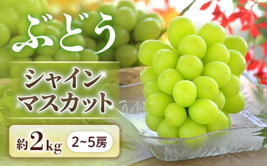 B-2 ＜先行受付＞ぶどう シャインマスカット 約2kg【2～5房】※2025年9月中旬～10月上旬発送予定※
