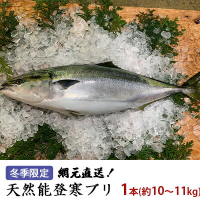 【ふるさと納税】【納品日指定不可】網元直送！天然能登寒ブリ1本（約10～11kg） 魚介類 活〆 ぶり 　お届け：2025年11月下旬～2026年1月下旬※お届け日の指定は出来ません。水揚げ次第の出荷になります。