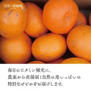 天空の果樹園から届く そらせとか (5kg)【訳あり】【D95-8】【1668516】