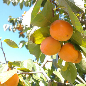 市田柿発祥の里 高森町の「市田柿」(L～2Lサイズ) 400g×2袋 ＜12月上旬発送開始＞