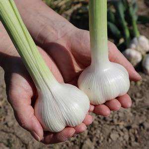 【ふるさと納税】生にんにく1㎏