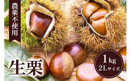 【 2025年 先行予約 】 生栗 1kg 果じゅまる園 栗 くり クリ 2L サイズ 1キロ 農薬不使用 殺虫剤不使用 国産 和栗 甘栗 果物 フルーツ くだもの 秋 旬 9月 10月 発送 産地直送 農家直送 産直 栗きんとん 栗ごはん 甘い 栗ご飯 栗おこわ 茨城県 石岡市 (A18-001)