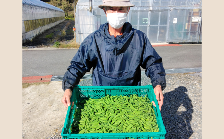 美郷農園　スナップエンドウ【スナップエンドウ 1kg 野菜 エンドウ豆 えんどう豆 おつまみ 12月～3月発送】