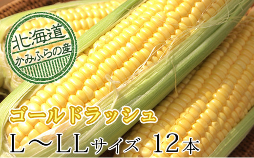 
朝採りとうもろこし【ゴールドラッシュ】L～LL 10本セット≪北海道上富良野町産≫
