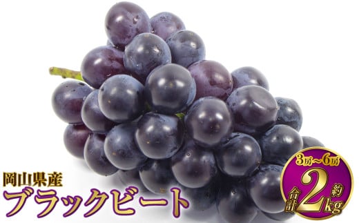 岡山県産 ブラックビート 約2kg（3房～6房）【2025年8月上旬～9月上旬発送予定】 ぶどう ブドウ 葡萄