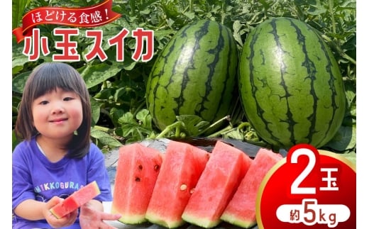AJ461 【令和8年度出荷分】 Farm honda 小玉スイカ 2玉 計5kg [ 先行予約 数量限定 小玉 スイカ 西瓜 フルーツ 果物 長崎 長崎県 島原市 ] 