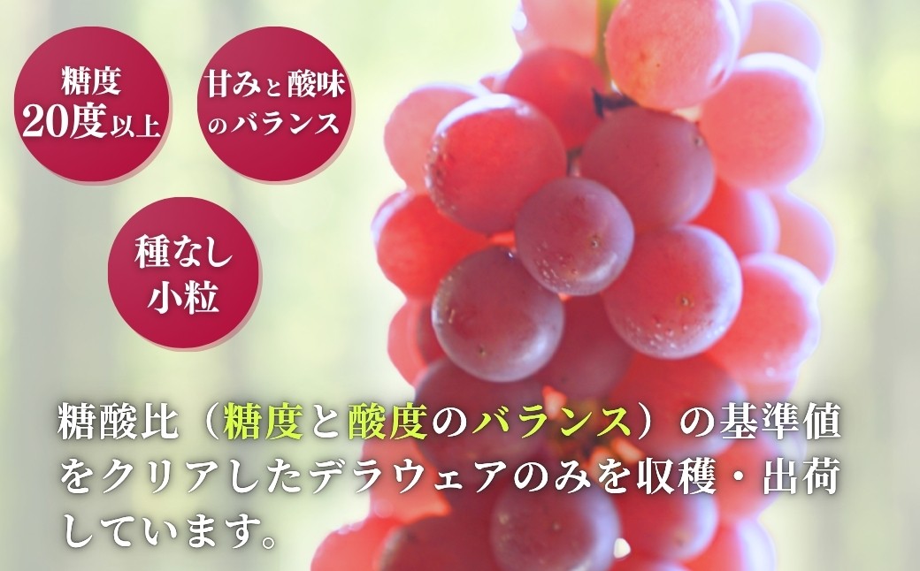 ＜糖度20度以上＞弥彦村産 デラウエア約2kg (12～16房) 種なし(種が少ない)