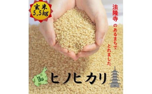 世界遺産「法隆寺」のあるまちで採れた玄米＜ヒノヒカリ＞5.5kg　令和7年産【1756272】