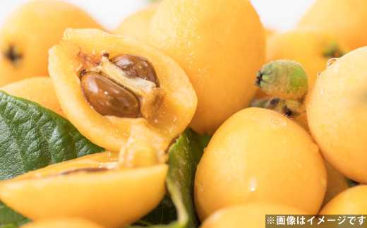 温室ハウス栽培 びわ（250g×4パック）