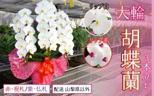 胡蝶蘭大輪3本立ち【配送 山梨県以外】【リップ 赤】【ラッピング 赤・祝札】 234-002-003