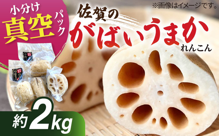 
            【令和7年8月以降発送】【真空パック】新鮮でおいしい！ 佐賀のがばいうまかレンコン 約2kg【有限会社白石開発】 /蓮根 レンコン 佐賀県産 白石町産 野菜 根菜 小分け 真空 保存 [IBN006]
          