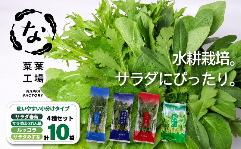 
                  【先行予約】 葉野菜 サラダ 4種セット 春菊 みずな ほうれん草 ルッコラ (2026年11月～発送) | ほうれんそう ホウレンソウ 水菜 ミズナ 生食 野菜 セット 新鮮 健康 人気 おすすめ 高知県 南国市
                
