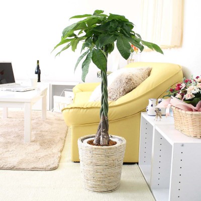 
                  【観葉植物】パキラ 7号 ホワイトバスケット鉢カバー 高さ：約80cm～1m内外(鉢底より)【観葉植物 インテリア 部屋 おしゃれ 福岡県 筑前町 送料無料 AG051】
                