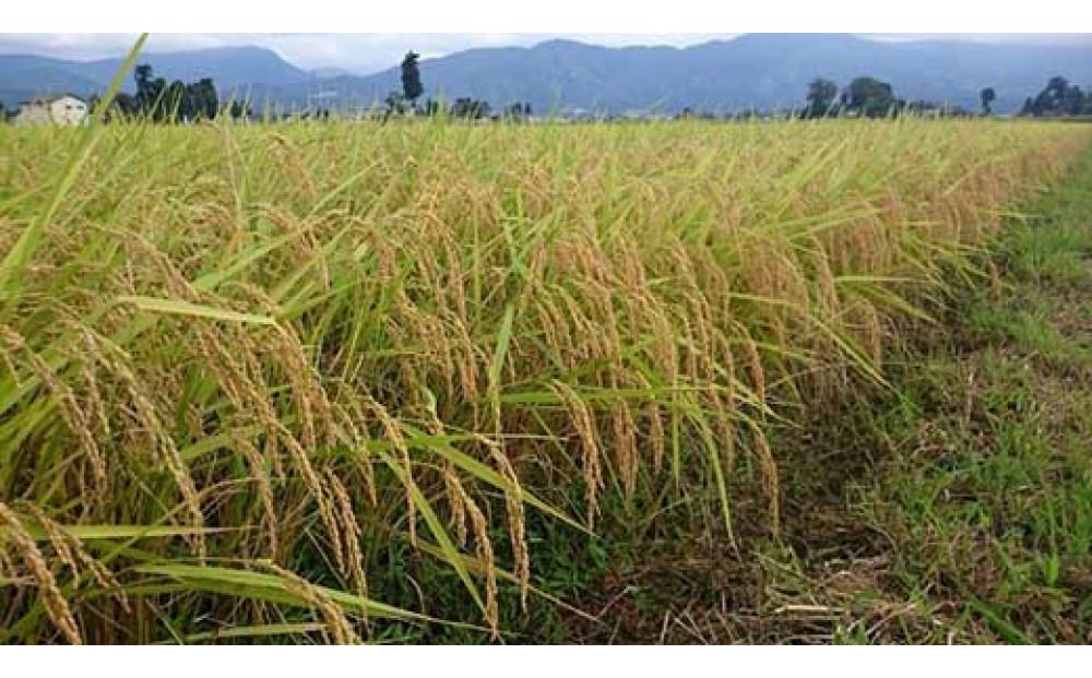 【令和7年産】富山県産こしひかり　育（はぐくみ）贈答用　300ｇ（２合）６個入り《南砺の逸品》