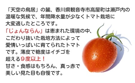モリヒロ園芸が育てたじょんならんトマト（ギフトボックス入り） 野菜 ミニトマト サラダ 糖度高め 甘味 酸味 リコピン 