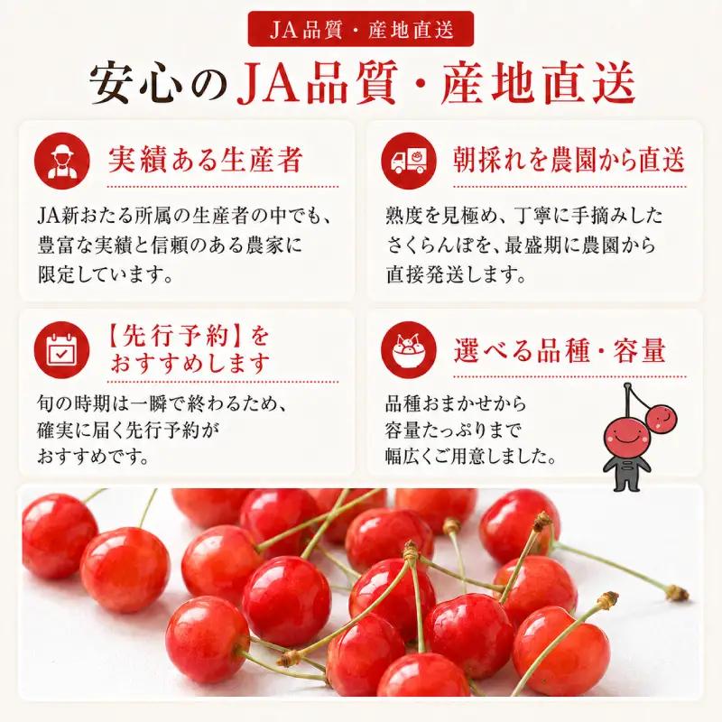 さくらんぼ 720g 佐藤錦 サクランボ