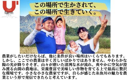 【定期便】コシヒカリ『笑穂志(えぼし)のひかり』5kg×12回 毎月お届け 全60kg（紙袋入り）令和5年産 U'ファーム【米 お米 白米 こめ コメ こしひかり 新潟県 糸魚川産 2023年産 食品