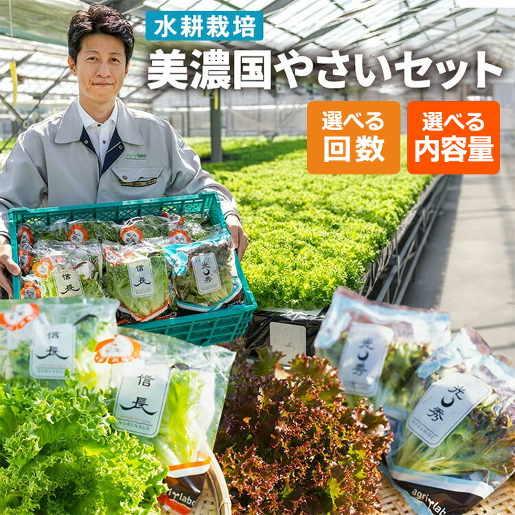 【ふるさと納税】【選べる配送回数・内容量】美濃国やさいセット ｜ 野菜 野菜セット レタス フリルレタス 水耕栽培 安全 安心 衛生的 新鮮 シャキシャキ 産地直送 サラダ サンドイッチ 詰合せ ※離島への配送不可