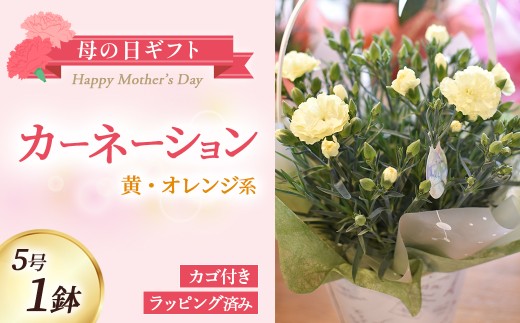 【母の日ギフト】カーネーション（黄・オレンジ系）5号鉢(取っ手付きカゴ,ラッピング済み） 母の日 カーネーション バスケット ラッピング ギフト仕様 ギフト 宮崎県 小林市