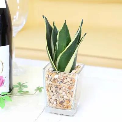 【観葉植物】土を使わないで清潔なミニ観葉植物 ゼオライト植え・ガラス鉢 スクエア形 2鉢セット（サンスベリア）【観葉植物 インテリア 部屋 おしゃれ 福岡県 筑前町 送料無料 AG049VC02】