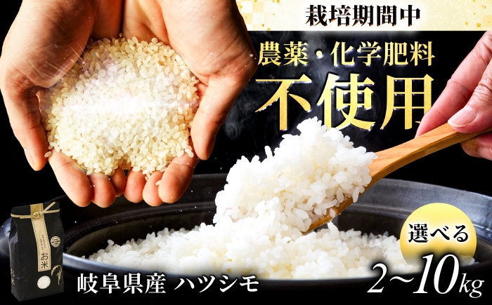 
                  【選べる容量】 ハツシモ 白米 環境配慮型農業で育てた岐阜県のお米 精米 米 岐阜県産 岐阜市 / 岐阜トヨペット [ANKH001]
                