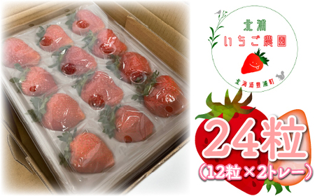 【2026年5月以降順次出荷】いちご「けんたろう」大玉24粒 TYUAC001