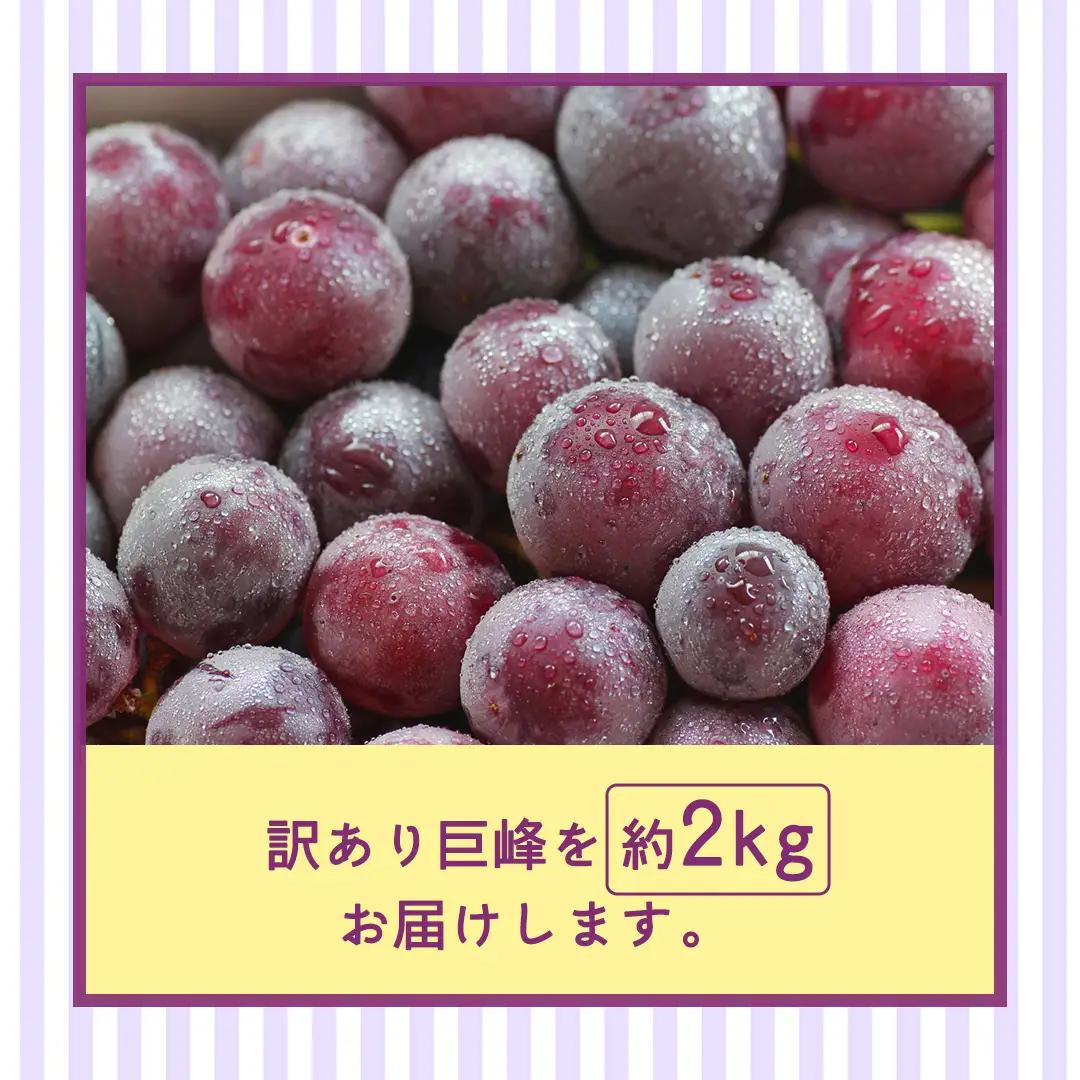 ＜ 訳あり ＞ 巨峰 4パック(約2kg)【2026年9月より発送開始】（茨城県共通返礼品 [ぶどう]：結城市産） │ ぶどう ご家庭用 お得 フルーツ 果物 加工用