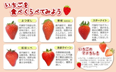 《2026年産先行予約》「西脇市産 旬のいちご３品種食べ比べセット」（1箱３パック）【佐藤果実工房 全国いちご選手権銀賞受賞農園 TVで紹介!】令和８年１月中旬配送分（09-38）