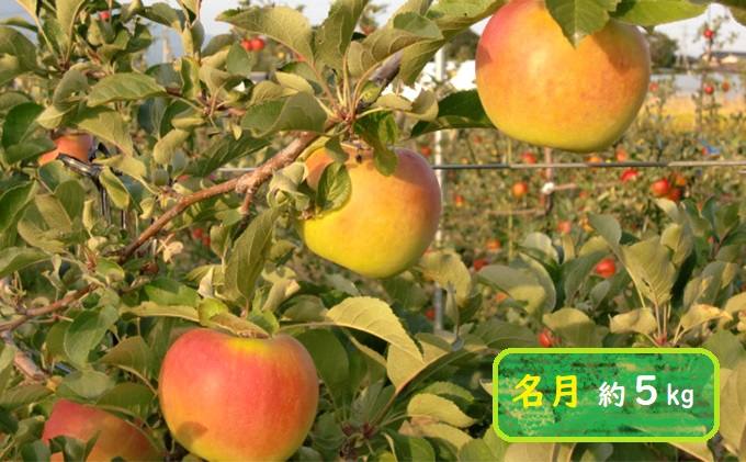 
            信州小諸・福井りんご園の名月　秀品　約5kg [№5915-0752]
          