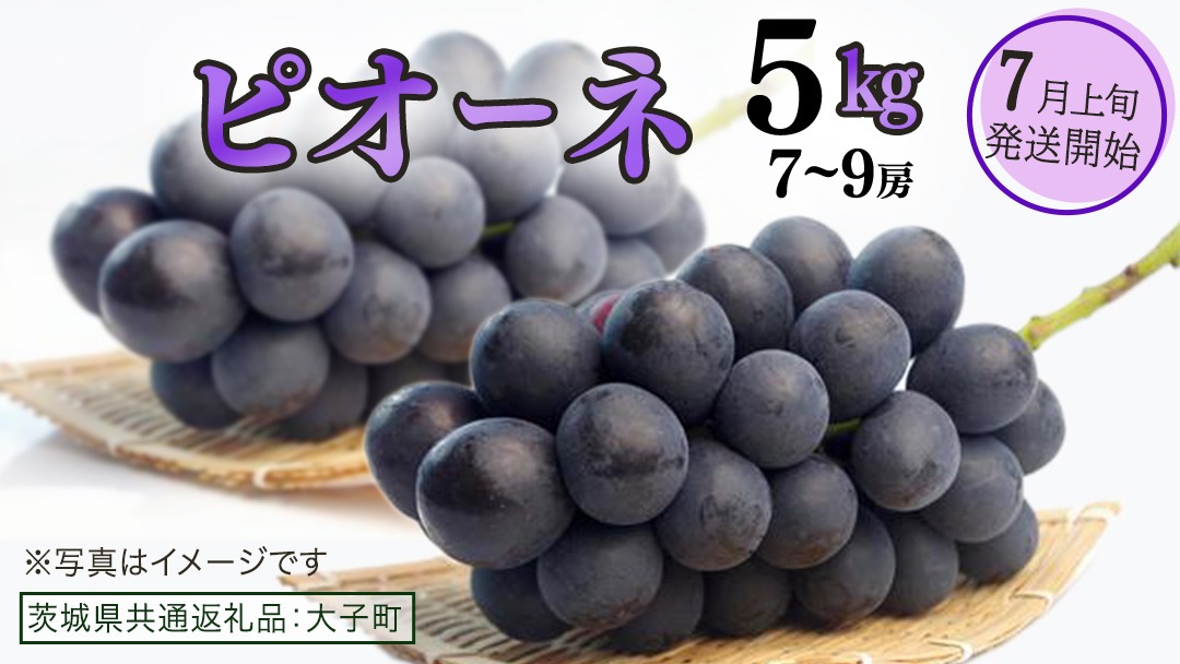 ピオーネ 5kg ( 7～9房 )【2026年7月上旬発送開始】(茨城県共通返礼品：大子町) ブドウ ぶどう 葡萄 巨峰 マスカット 果物 フルーツ 果実