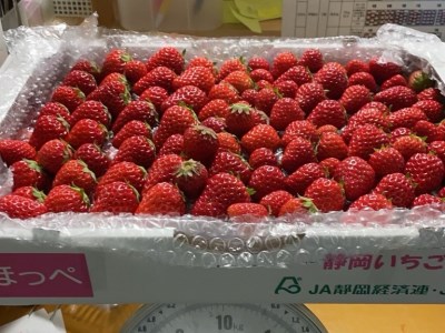 南伊豆産いちご　紅ほっぺ2kg