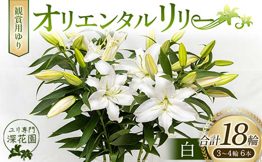 ユリ専門＜深花園＞観賞用ゆり オリエンタルリリー 白 3～4輪6本  植物 フラワー 花 F23R-498