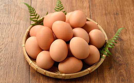 《数量限定》鹿児島県産！健康電子卵(計120個・10個入り×12P) 国産 九州産 たまご タマゴ 玉子 生たまご 親鳥 親鶏 新鮮 鶏卵 卵黄 常温 小分け パック 朝ごはん 卵かけごはん TKG 