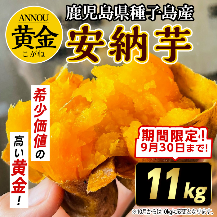 n083-z ＜期間限定！先行予約受付中！2025年9月下旬頃から12月中の発送予定＞種子島産 安納芋＜黄金＞(期間限定容量・11kg) 国産 安納芋 黄金 種子島 芋 さつま芋 生芋 安納いも 野菜 焼芋 焼き芋 こがね 【うずえ屋】
