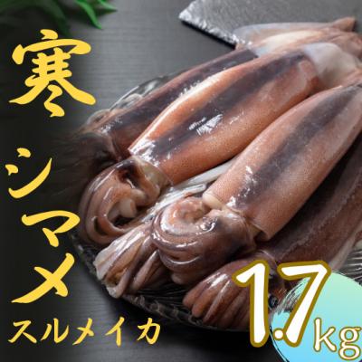 ふるさと納税 海士町 スルメイカ 丸ごと5〜6本 約1.7kg 寒シマメ