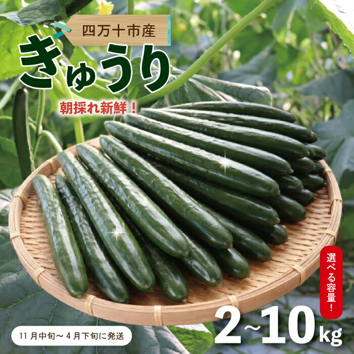 【ふるさと納税】【選べる 容量】四万十市産 きゅうり 2kg 5kg 10kg 朝採れ 新鮮 野菜 やさい 高知県産 国産 胡瓜 キュウリ みずみずしい 産地直送 お取り寄せ 旬 ハウス栽培 農家直送 高知県 高知 四万十市 四万十 しまんと 送料無料【発送時期：11月中旬～4月下旬】