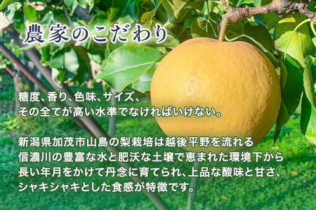 【2026年先行予約】青柳果樹園の和梨 秋月 2kg（3～5玉）《9月中旬～順次出荷》 果物 あきづき 加茂市 青柳果樹園