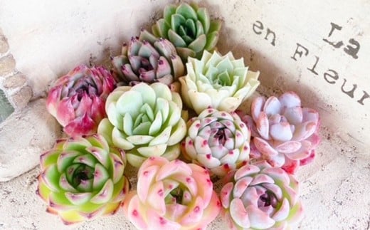 【名札付き】多肉植物の詰め合わせ 8～10株セット【多肉 多肉植物 植物 観葉植物 育てる 詰め合わせ 岡山県 倉敷市 おすすめ 人気】