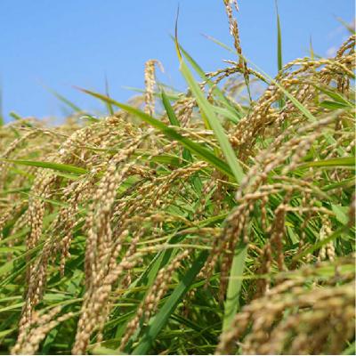 ふるさと納税 糸島市 【ミルキークイーン/夢つくし】 福吉産・山つきのお米 5kg×2種[ABB026] |  | 03