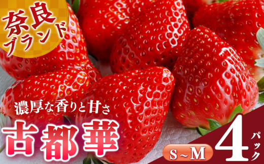 【 選べる内容量 】 平群 の 古都華 S ～ Mサイズ （2パック×2ケース）計4パック 阪野農園 | 先行予約 フルーツ 果物 くだもの ブランド いちご 苺 古都華 ことか 甘い 大人気 満足 希少 希少品種 ストロベリー 美味しい 品種 特徴 糖度 2月 3月 4月 発送 旬 送料無料 濃厚 香り 果汁 味わい深い お取り寄せ 産地直送 農家直送 名産地 奈良県 平群 町