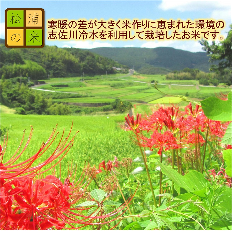 【令和8年産米】松浦の寒暖差が味の決め手!特A評価獲得の品種「なつほのか」棚田浮立の里のお米5kg( コメ 米 なつほのか 白米 精米 国産 送料無料 )【126-0001】