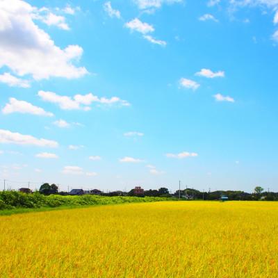 ふるさと納税 土浦市 【令和7年産】 新米 茨城県産 あきたこまち 精米 合計10kg(5kg×2袋) 茨城の美味しいお米 |  | 02
