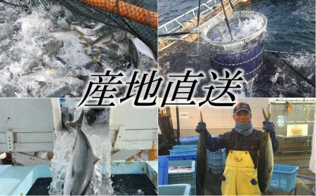 AQ-4708-202605／【鹿児島産ぶり】冷蔵・ぶり皮無ロイン（背腹計2p）