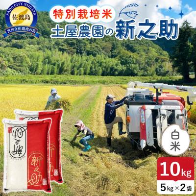 ふるさと納税 佐渡市 令和7年産 佐渡島産 新之助 白米10kg 土屋農園 栽培期間中農薬・化学肥料5割減