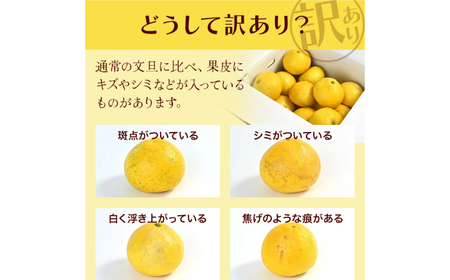 【先行予約】高知県産 訳あり 土佐文旦 約20kg 〈2027年1月下旬頃から発送〉 / 傷 シミの訳あり  大容量 【株式会社　四国健商】[ATAF150] 支援 支援品