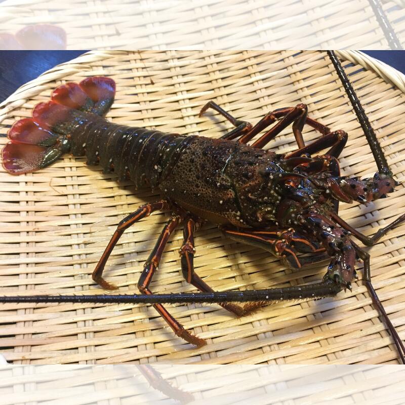 【ふるさと納税】 【活きた状態で発送！】 伊勢海老 紀州 / エビ 伊勢 海鮮 和歌山 1尾 ～ 2尾 ※2025年9月中旬～2025年10月中旬